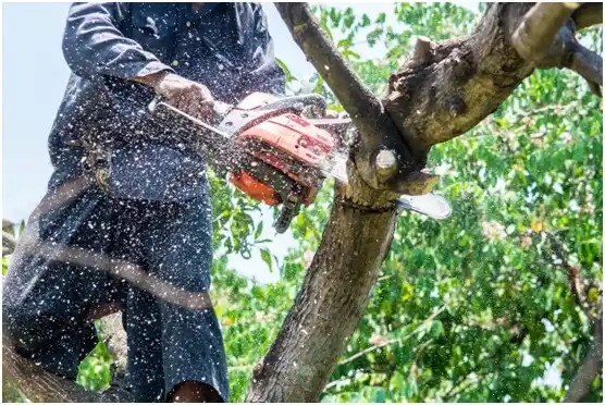 tree services Dunmore